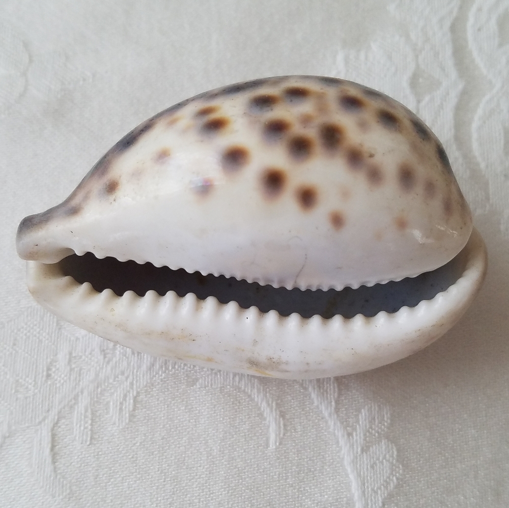 Three Natural Sea Shells - Picture 9 of 12